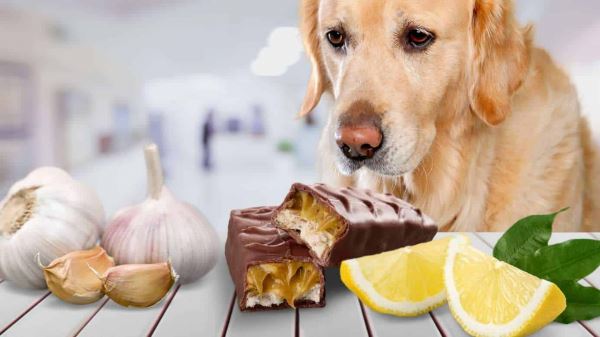 9 продуктов с вашего стола, которые не стоит давать собаке