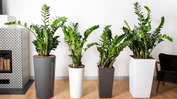Топ-12 эффектных комнатных растений, не требующих ухода